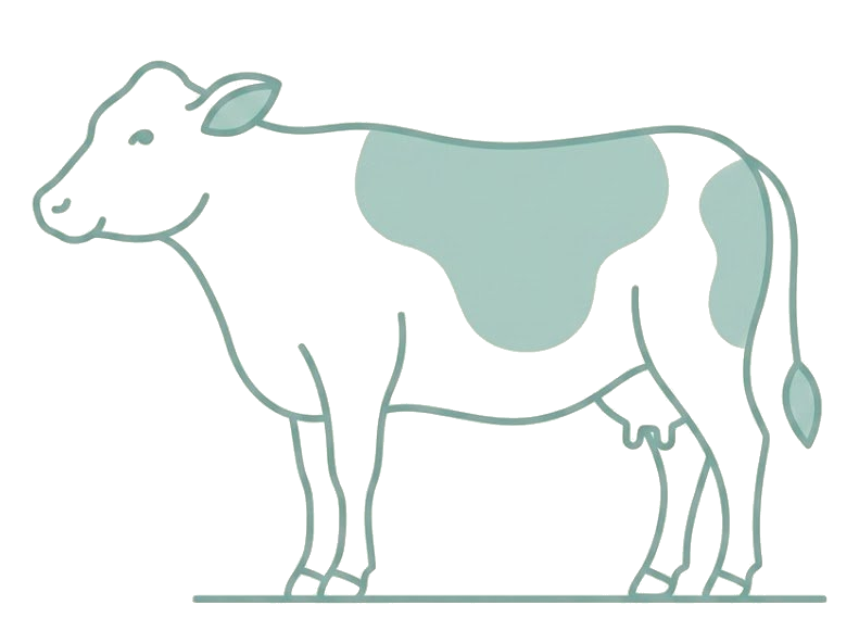 Dairy cow
