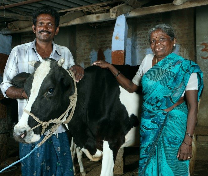 Samaaru farming family with their dairy cow